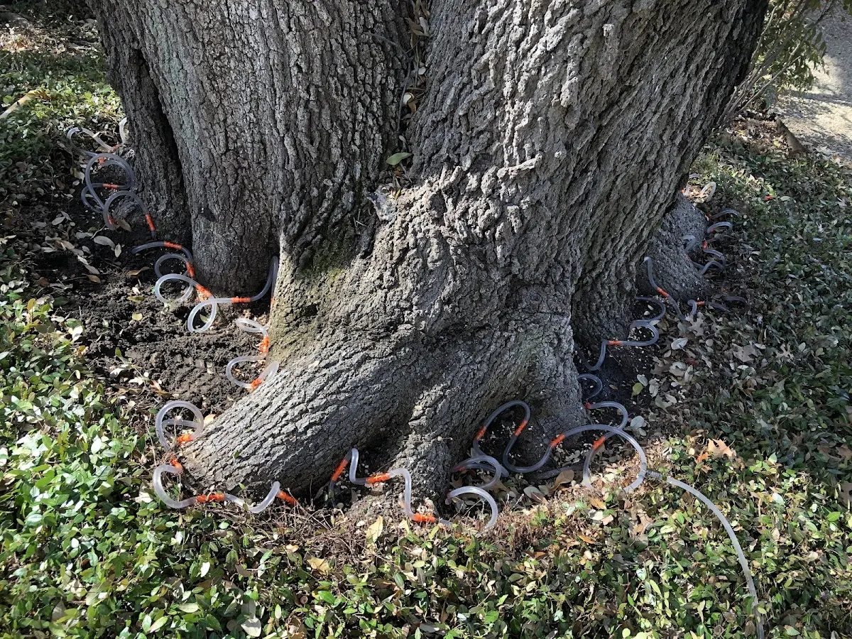 Detailed Tree Cabling and Bracing job site in Vega