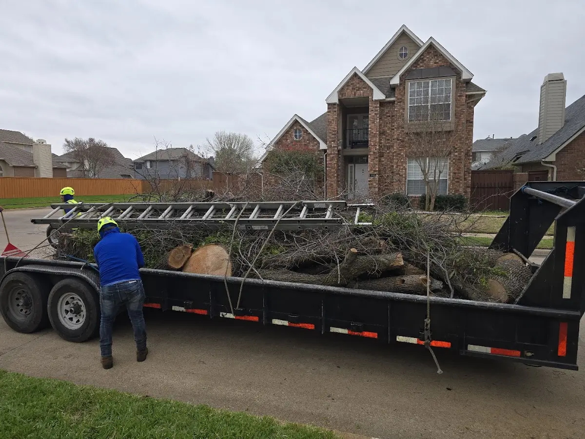 Expert Tree Removal with proper safety equipment in Vega